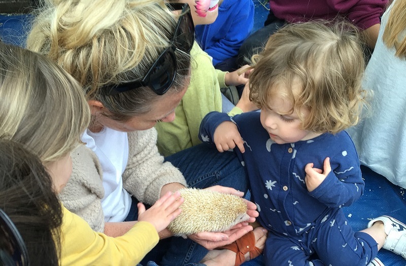 the african pygmy hedgehogs are popular at petting days run to raise money for Porridge and Rice