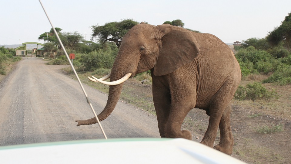 a large tusker strolls across the road in front of a safari vehicle in Amboseli National Park