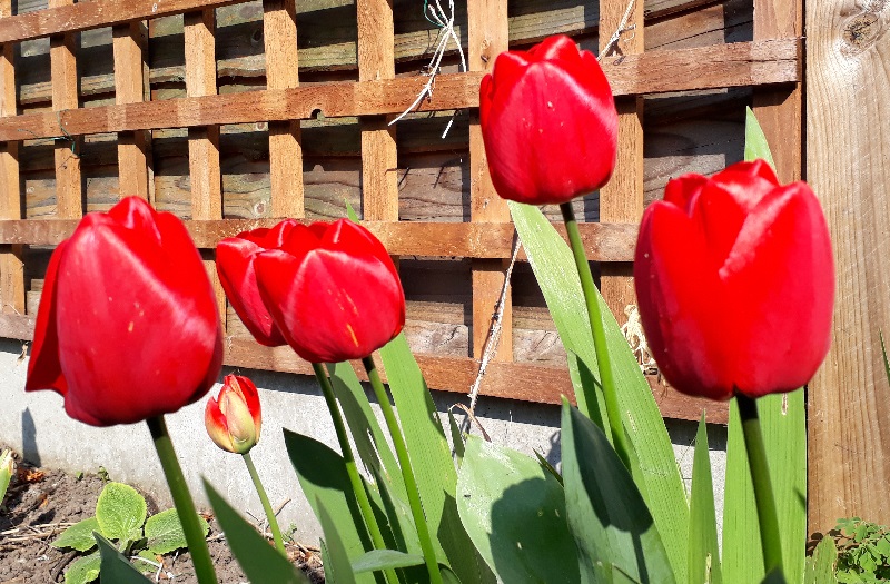 bright red tulips at the beginning of the year heralding the arrival of spring