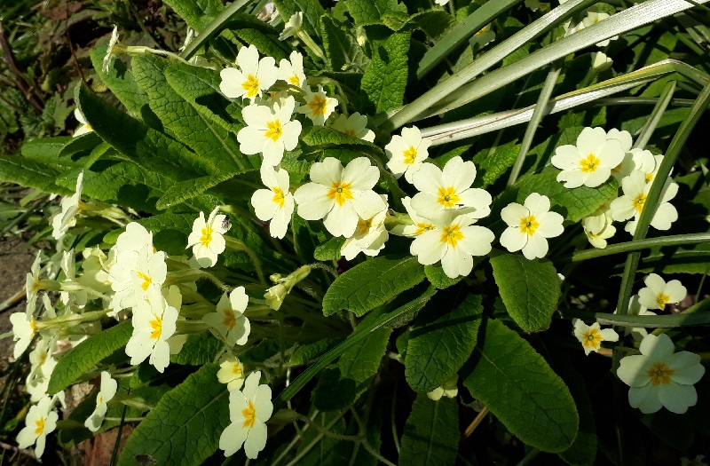the indigenous primrose is covered with delicate yellow flowers in april