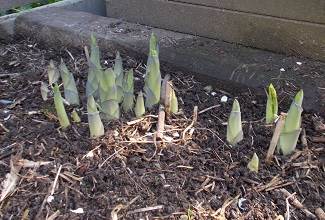 the giant hostas sprout from the ground in spring