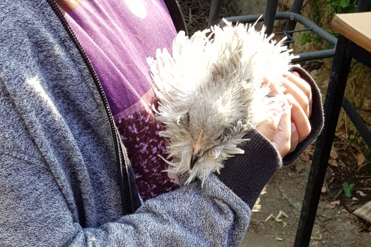 a frizzle Pekin Bantam hen falls asleep in the arms of a visitor