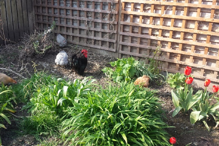 the chickens enjoy an opportunity to wander around the garden, scratching and pecking, at the Porridge and Rice petting day