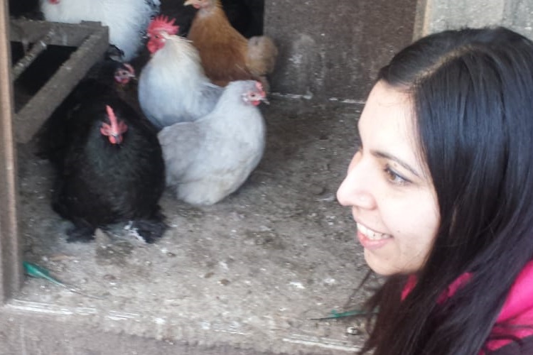 Shweta watches the Pekin Bantam chickens in the chicken house where they sleep at night and lay during the day