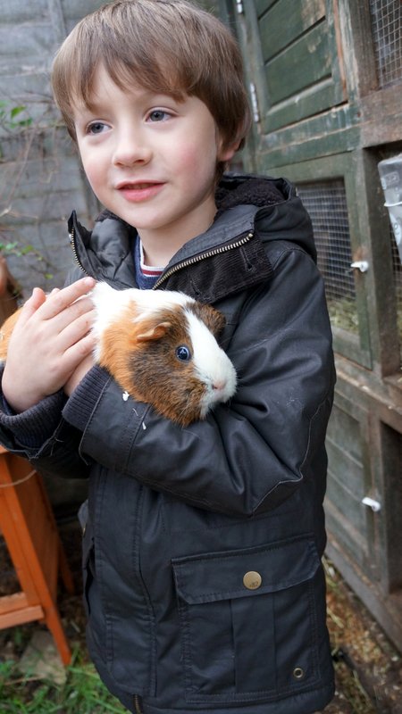 child holding a guinea pig at a Petting Day for Porridge and Rice