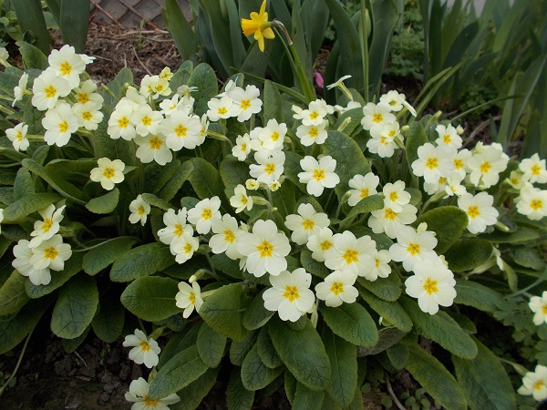 spring primroses with clumps of lemon yellow flowers
