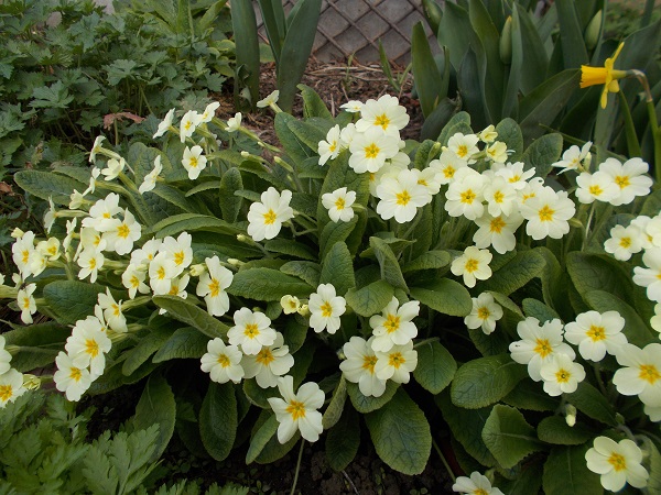 a large clump of primula vulgaris flowering as spring begins