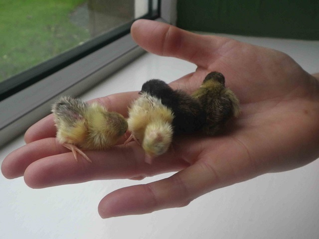 xx