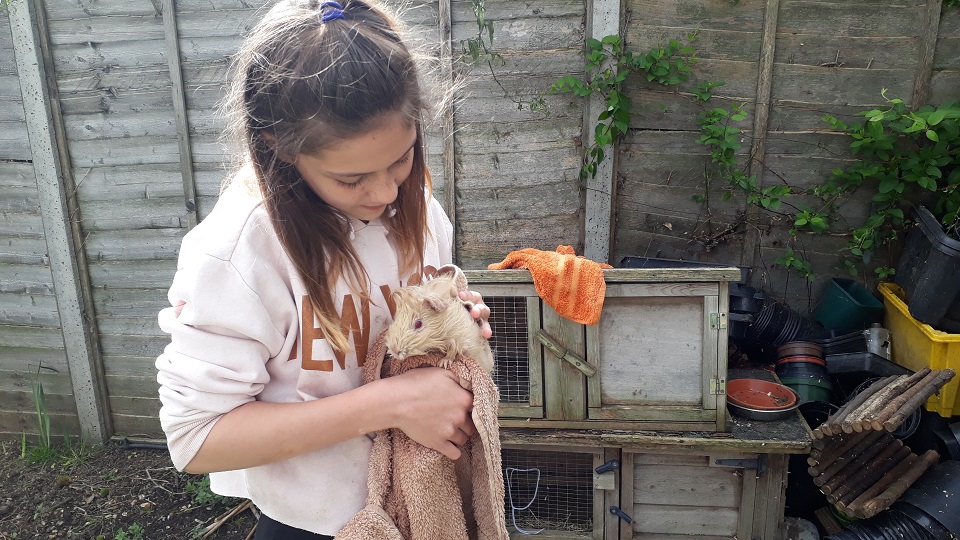Izzy, a Porridge and Rice Young Volunteer, dries a guinea pig after given it a thorough wash