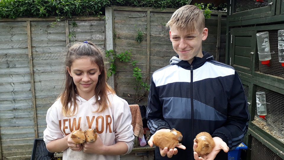Izzy and George handle baby guinea pigs so that they get used to being petted by people
